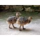 Avestruz Cria
