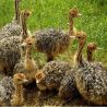 Avestruz Cria