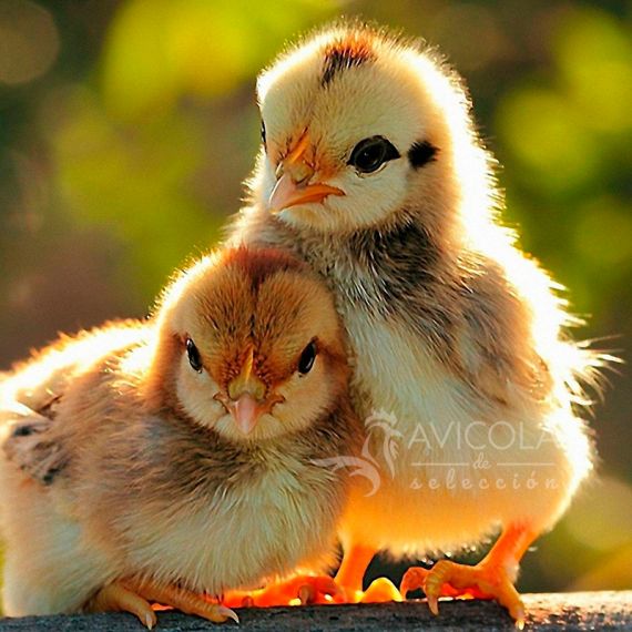 Pollito A De Hasta 2 Semanas Araucana Sin Sexar