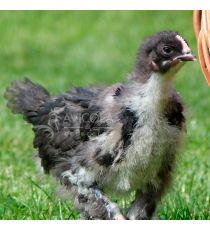Pollito Biblue