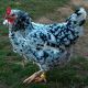 Gallina Pitapinta Asturiana