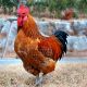 Gallo Rebro