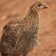Guinea Cria