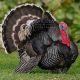 Pavo Negro