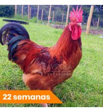 Gallo Bignee