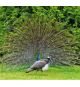 Pavo Real Pareja