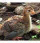 Guinea Cria