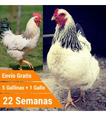 Oferta 5 Sussex + Gallo + Portes Incluidos