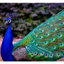 Pavo Real Macho