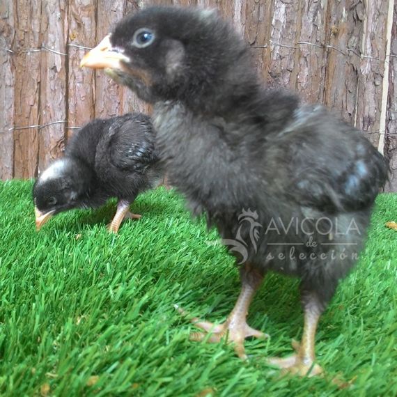 Pollita Barred Rock