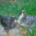 Pollitas Barred Rock de hasta 6 semanas