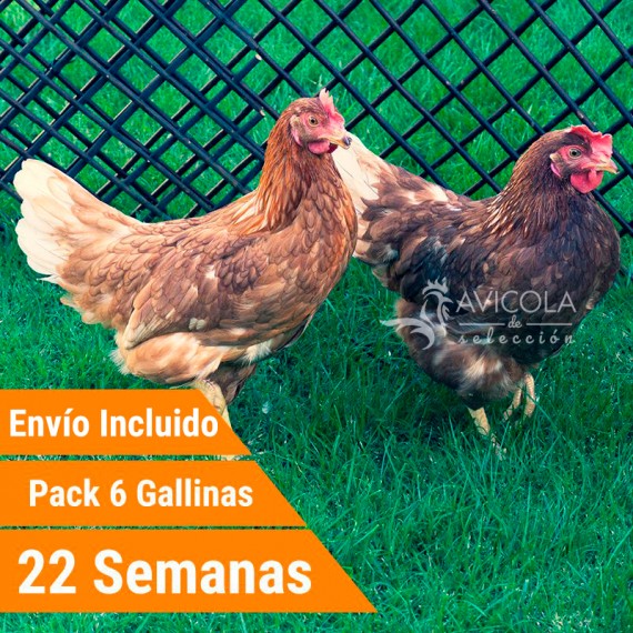 Oferta 6 Bignee ® Portes Incluidos