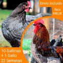 Oferta 10 Biblue ®  + Gallo Portes incluidos