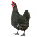 Gallina Binoir ® 22 Semanas