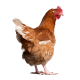 Gallina Bignee