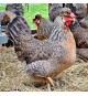 Gallina Legbar Crema