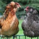 Gallina Araucana