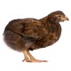 Pollitas Araucana de hasta 6 semanas