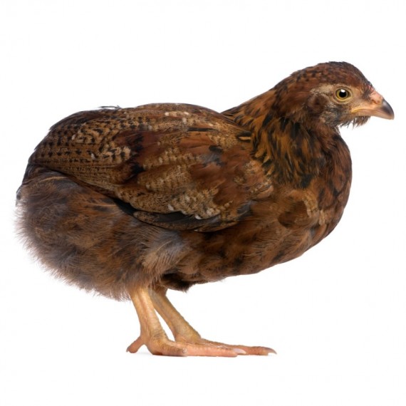 Pollitas Araucana de hasta 6 semanas