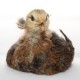 Pollitos Araucana de hasta 6 semanas