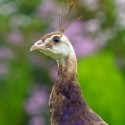 Pavo Real Purpura Hembra Joven