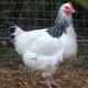 Gallina Sussex Big