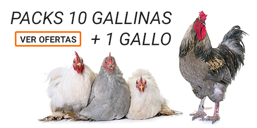 Packs 10 Gallinas + 1 Gallo
